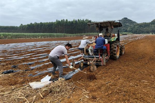 红薯高产种植方法，施肥应掌握以基肥为主