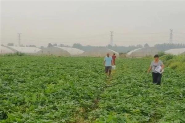 红薯高产种植方法，施肥应掌握以基肥为主