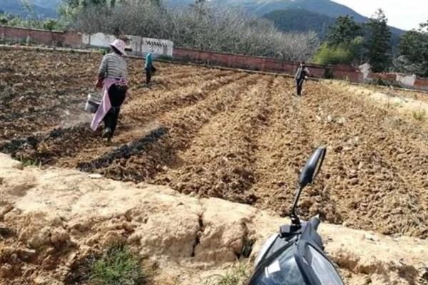 红薯高产种植方法，施肥应掌握以基肥为主