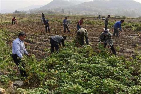 红薯高产种植方法，施肥应掌握以基肥为主