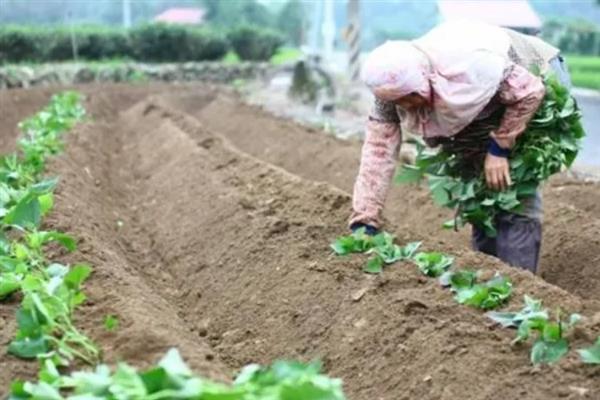 红薯高产种植方法，施肥应掌握以基肥为主