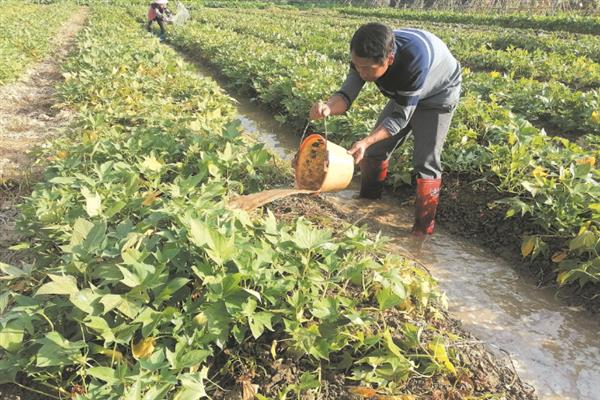 红薯高产种植方法，施肥应掌握以基肥为主