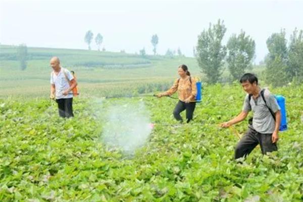 红薯高产种植方法，施肥应掌握以基肥为主