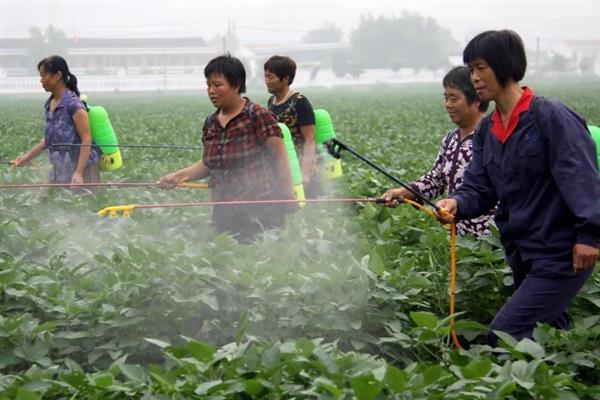 红薯高产种植方法，施肥应掌握以基肥为主