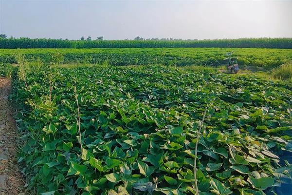 红薯高产种植方法，施肥应掌握以基肥为主