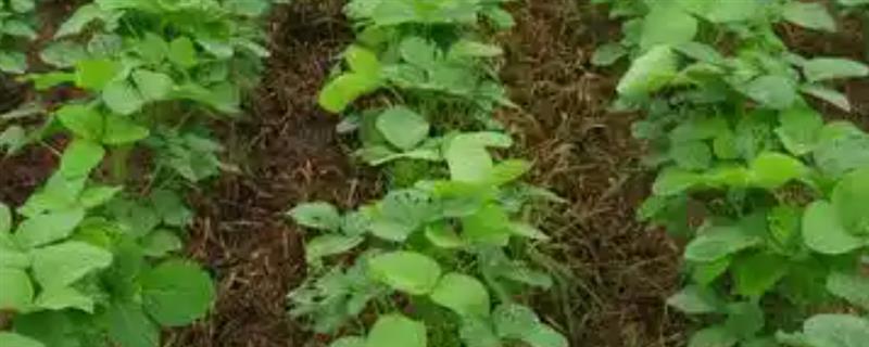 怎么管理大豆可以提高产量，初花期可亩施5-10公斤尿素