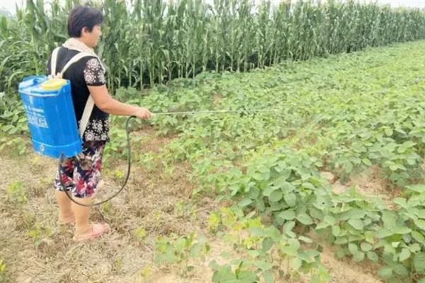 怎么管理大豆可以提高产量，初花期可亩施5-10公斤尿素