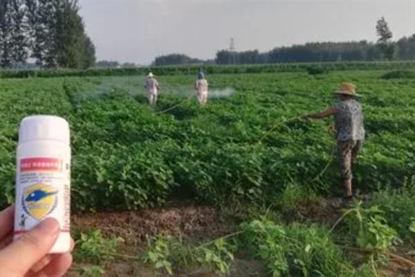 怎么管理大豆可以提高产量，初花期可亩施5-10公斤尿素