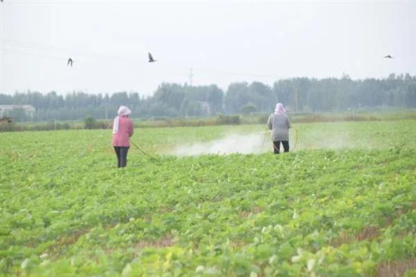 怎么管理大豆可以提高产量，初花期可亩施5-10公斤尿素