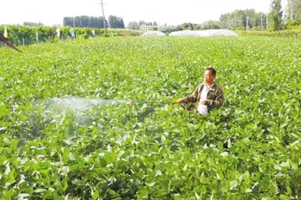 怎么管理大豆可以提高产量，初花期可亩施5-10公斤尿素