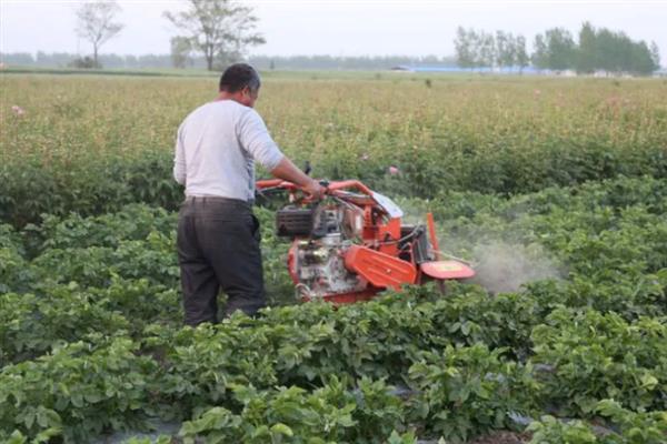 怎么管理大豆可以提高产量，初花期可亩施5-10公斤尿素