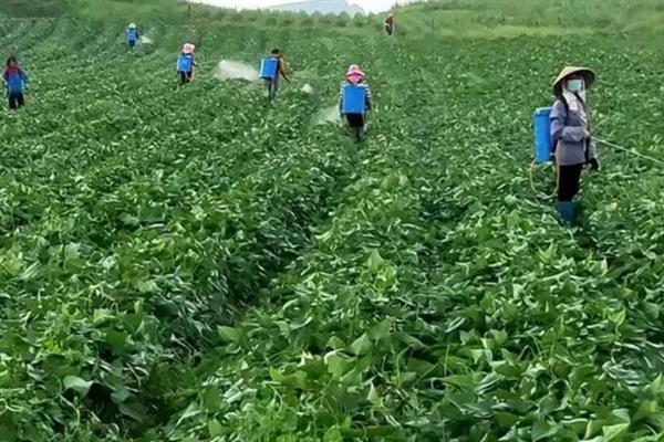 怎么管理大豆可以提高产量，初花期可亩施5-10公斤尿素