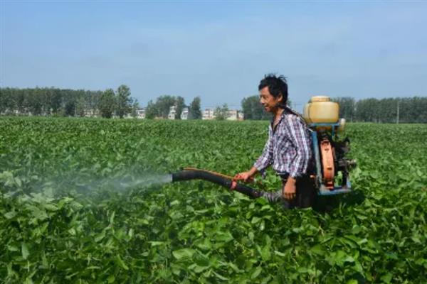 怎么管理大豆可以提高产量，初花期可亩施5-10公斤尿素