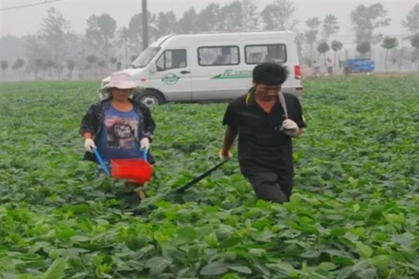 怎么管理大豆可以提高产量，初花期可亩施5-10公斤尿素