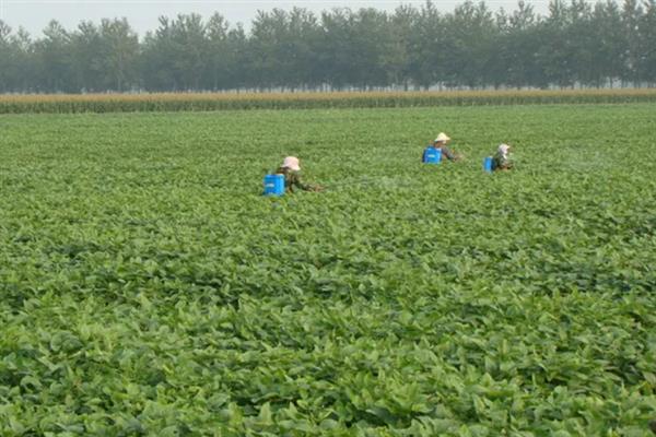 怎么管理大豆可以提高产量，初花期可亩施5-10公斤尿素