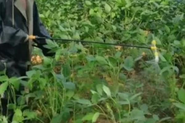怎么管理大豆可以提高产量，初花期可亩施5-10公斤尿素