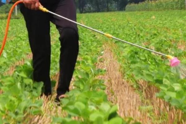 怎么管理大豆可以提高产量，初花期可亩施5-10公斤尿素