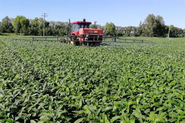 怎么管理大豆可以提高产量，初花期可亩施5-10公斤尿素