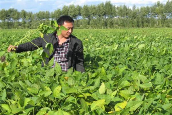 怎么管理大豆可以提高产量，初花期可亩施5-10公斤尿素