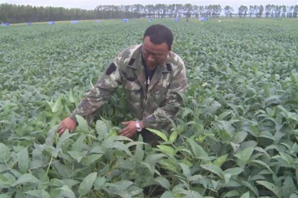 怎么管理大豆可以提高产量，初花期可亩施5-10公斤尿素