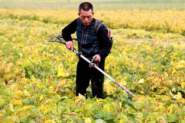 怎么管理大豆可以提高产量，初花期可亩施5-10公斤尿素