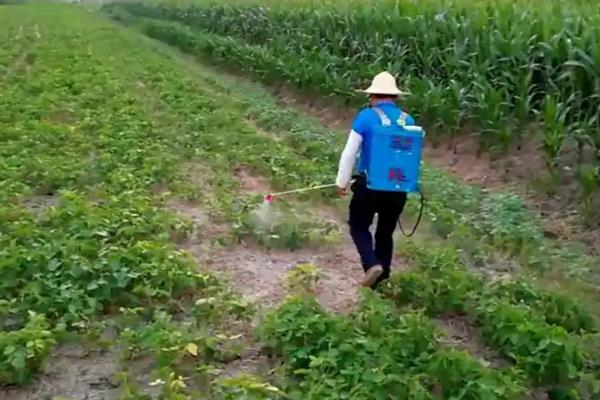 怎么管理大豆可以提高产量，初花期可亩施5-10公斤尿素