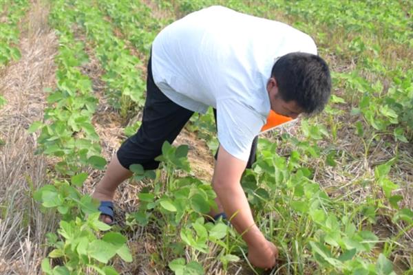 怎么管理大豆可以提高产量，初花期可亩施5-10公斤尿素