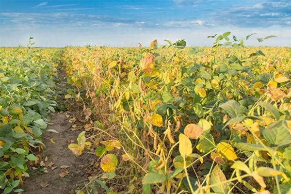 怎么管理大豆可以提高产量，初花期可亩施5-10公斤尿素
