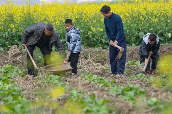 怎么管理大豆可以提高产量，初花期可亩施5-10公斤尿素