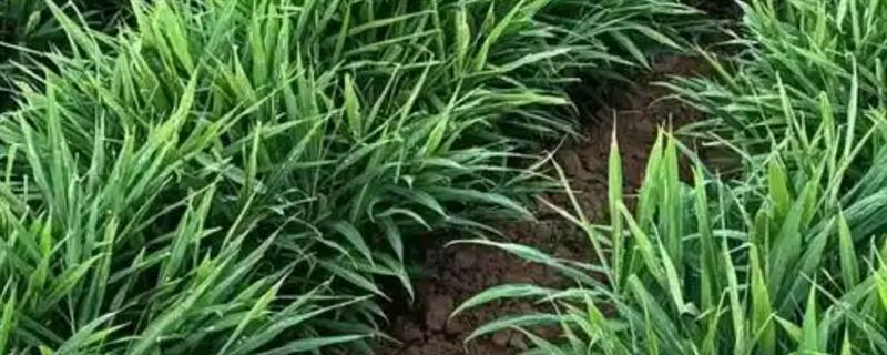 种植生姜的方法，根茎膨大时要追施尿素和硫酸钾