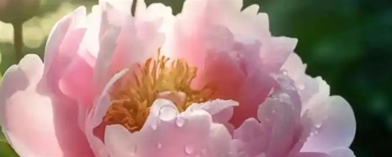 芍药和月季有什么区别，科属、株形、花期和果实均不同