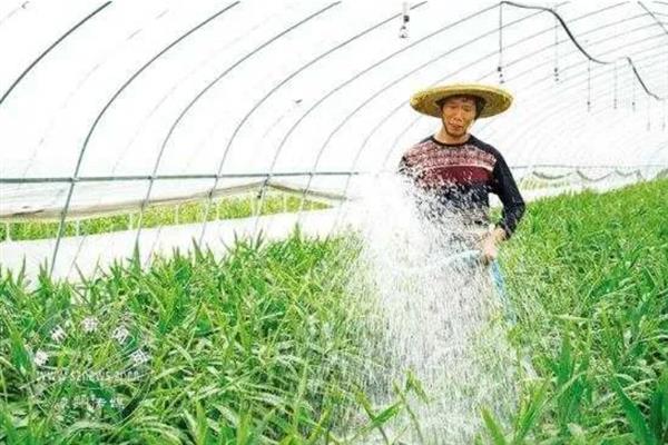 种植生姜的方法，根茎膨大时要追施尿素和硫酸钾