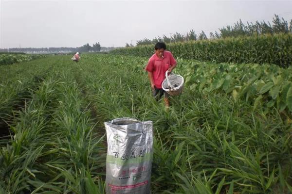 种植生姜的方法，根茎膨大时要追施尿素和硫酸钾