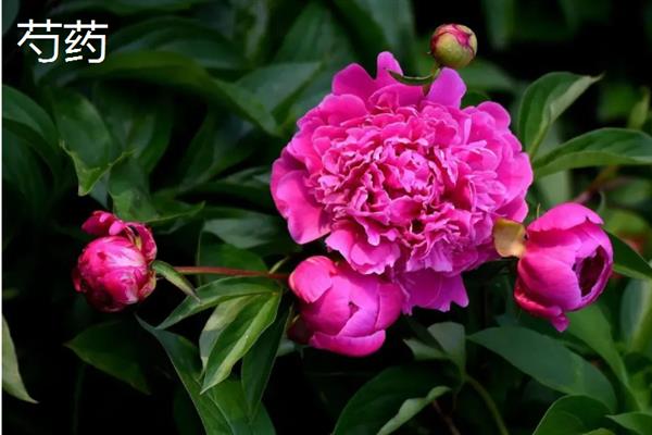 芍药和月季有什么区别，科属、株形、花期和果实均不同
