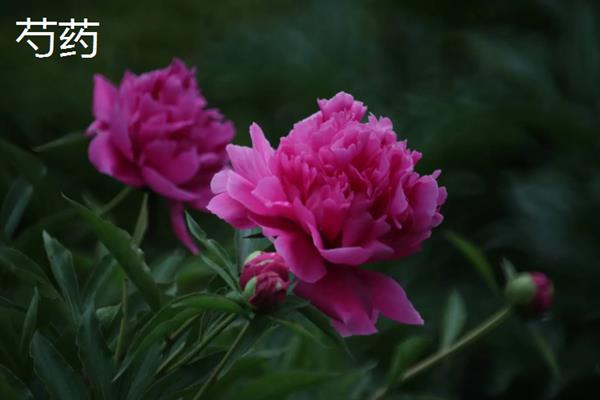 芍药和月季有什么区别，科属、株形、花期和果实均不同