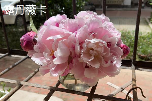 芍药和月季有什么区别，科属、株形、花期和果实均不同