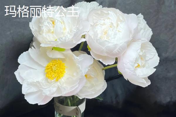 芍药和月季有什么区别，科属、株形、花期和果实均不同