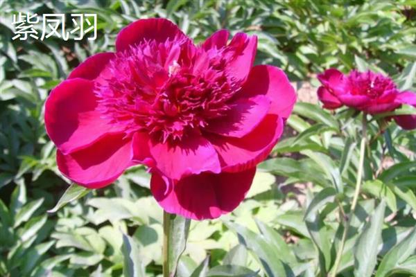 芍药和月季有什么区别，科属、株形、花期和果实均不同