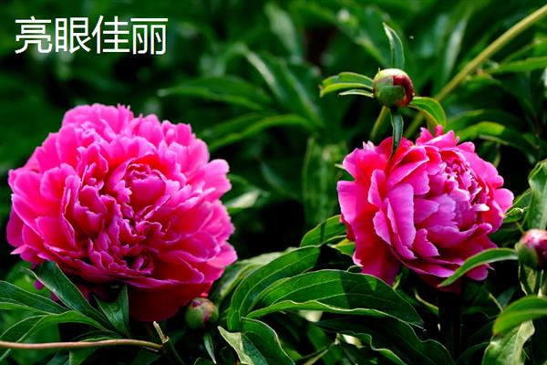 芍药和月季有什么区别，科属、株形、花期和果实均不同