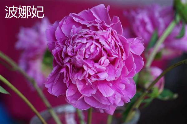 芍药和月季有什么区别，科属、株形、花期和果实均不同