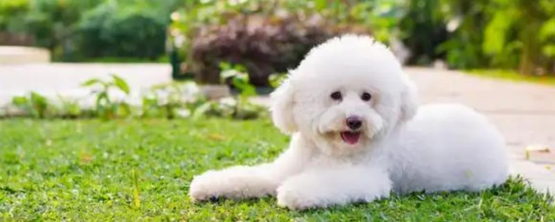 玩具贵宾犬的特点，聪明机灵但身体较矮