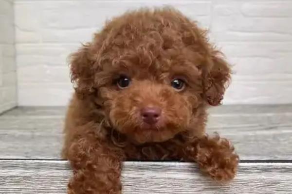 玩具贵宾犬的特点，聪明机灵但身体较矮