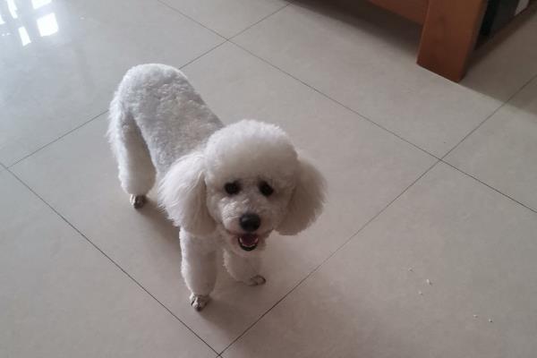 玩具贵宾犬的特点，聪明机灵但身体较矮