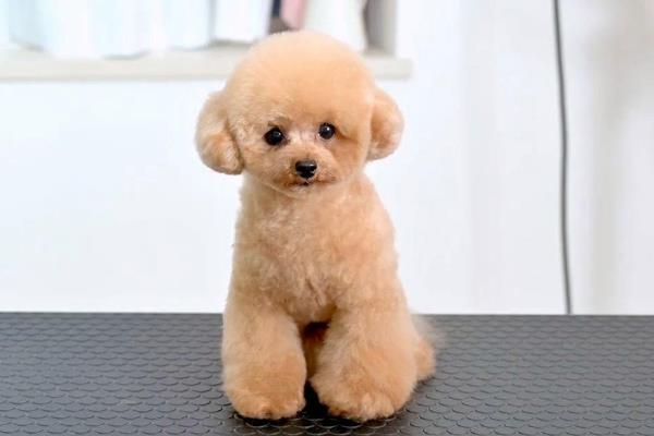 玩具贵宾犬的特点，聪明机灵但身体较矮