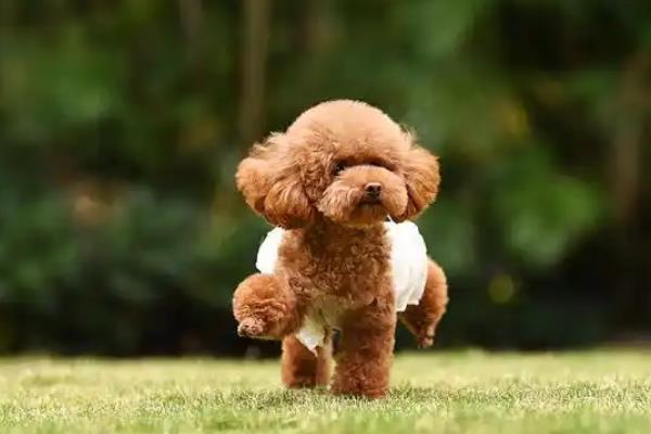 玩具贵宾犬的特点，聪明机灵但身体较矮