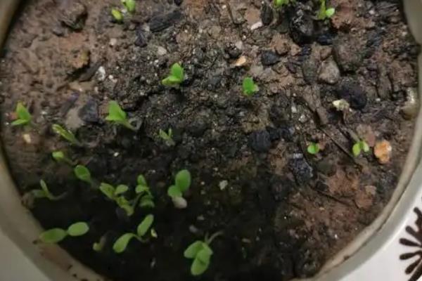 康乃馨的播种方式，浸种后再均匀撒播并覆土