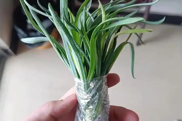 康乃馨的播种方式，浸种后再均匀撒播并覆土