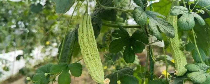 苦瓜的种植方法，播种前需先浸种