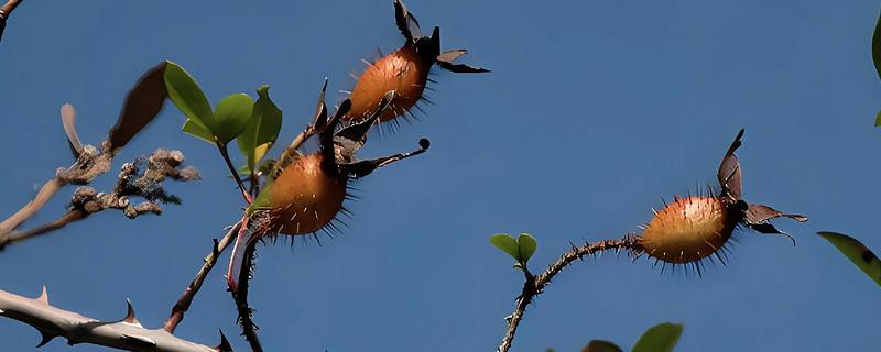 金樱子果实有哪些品种，只有一种品种