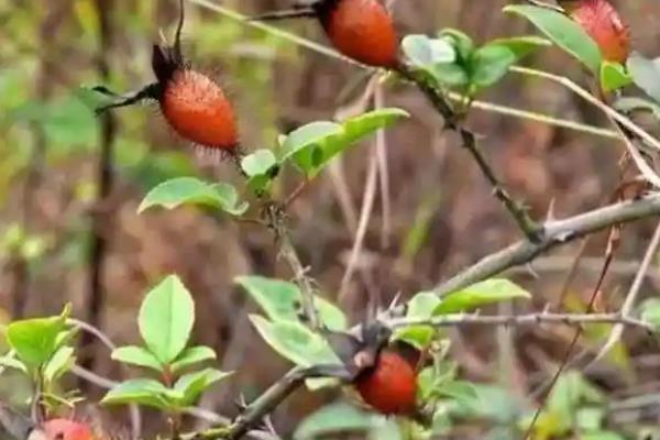 金樱子果实有哪些品种，只有一种品种